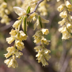 Falsa Aveleira perfumada